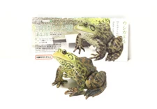 KAIYODO YUJIN Japan Exclusive American Bullfrog Frog Animal Figure W/paper