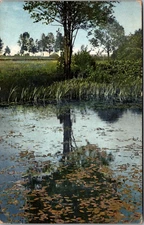Tree Pond Field Water Reflection Postcard
