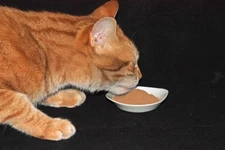 Silver vine – Matatabi a natural alternative to cat nip – powder only from fruit