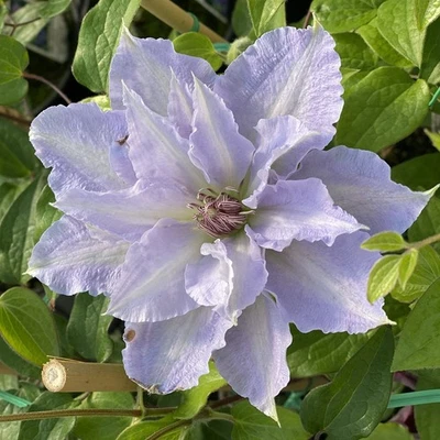 Clematis TRANQUILITE Waldrebe zartflieder Blüten - Dauerblüher - Bild 1 von 4