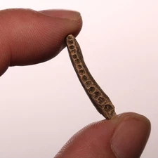 Dinosaur Age FISH JAW - Many Sockets - Fossil Hell Creek Formation Cretaceous