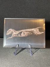 2024 Topps Allen & Ginter Baseball Oregon Zoo #XR-14 Dwarf Mongoose Black Chrome