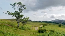Photo 6x4 Scots Pine in the Lettie Valley, Rogart Tressady A tree with at c2017