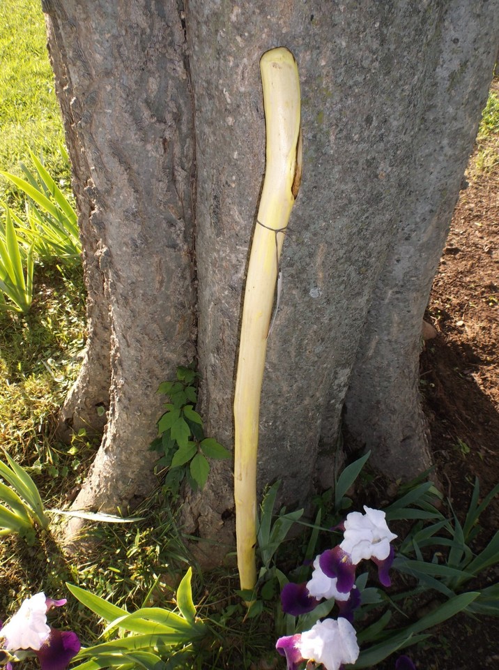 Tennessee Walking Stick Wood Hiking Stick Staff Hike Pole Hand Carved