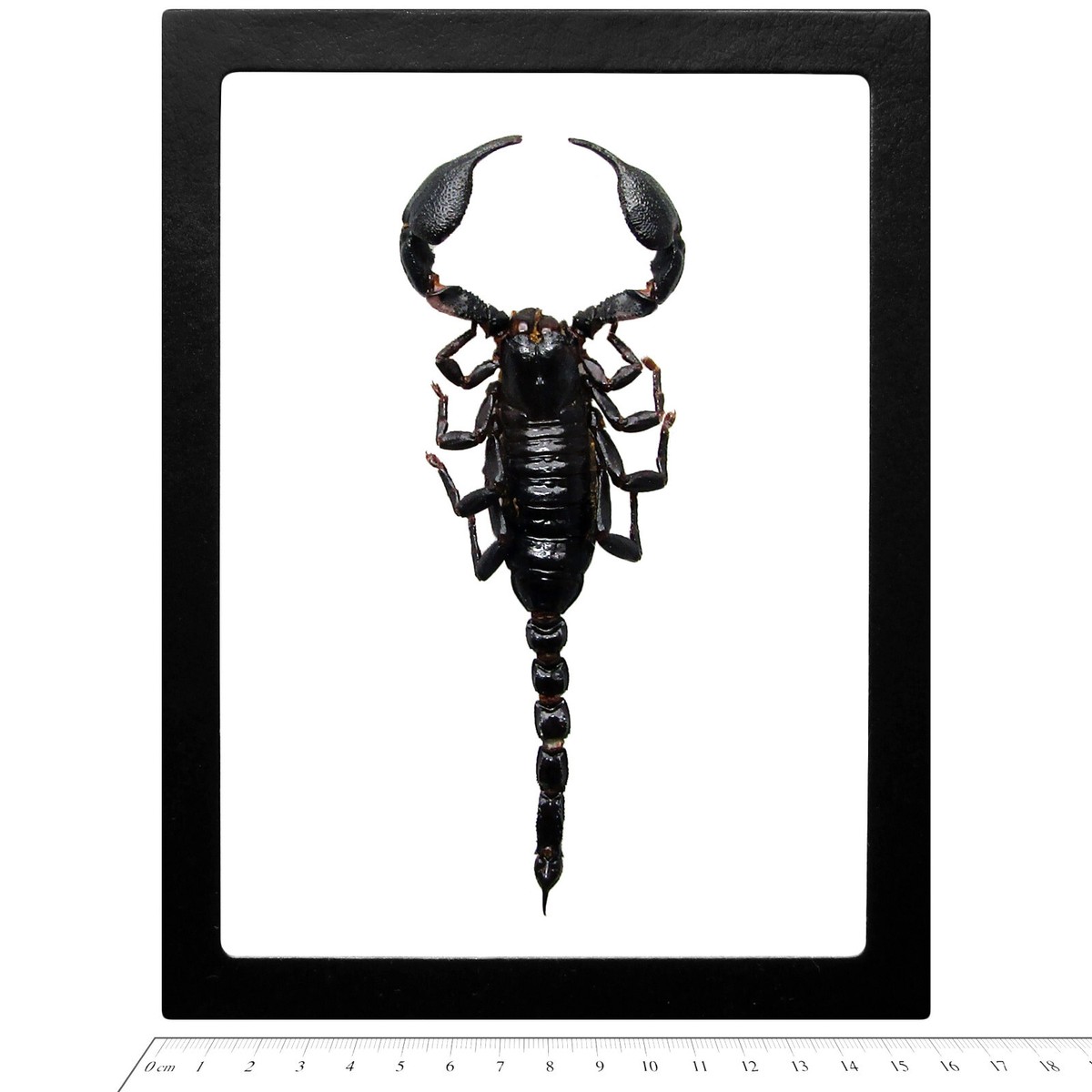 Heterometrus laoticus REAL GIANT AFRICAN EMPEROR SCORPION FRAMED