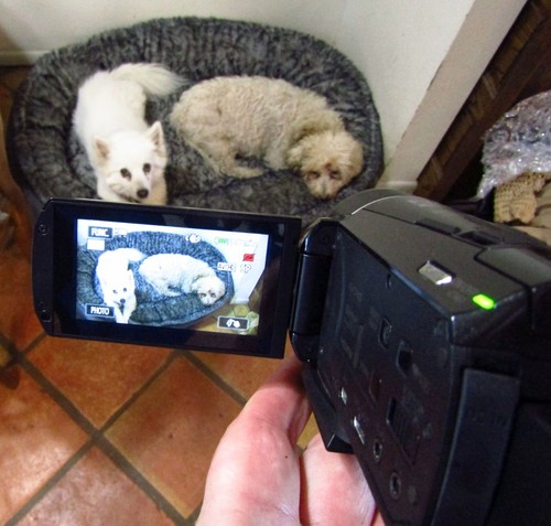 Canon VIXIA HF M50 Full HD 1080p AVCHD Camcorder 10x Wi-Fi Tested