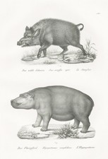 Wildschwein Nilpferd boar hippopotamus wild Flusspferd lithograph Brodtmann 1824