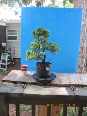 SPECIMEN BONSAI TREE JUNIPER PROCUMBENS NANA/G3T