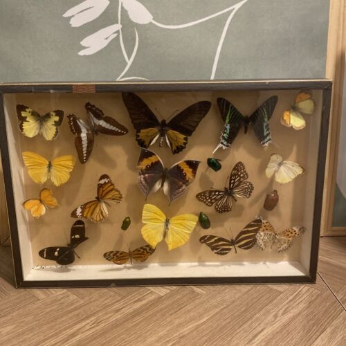 Boîte Cadre Vitrée - Papillon / Scarabée Épinglé Décoration Intérieure - Imagen 1 de 20