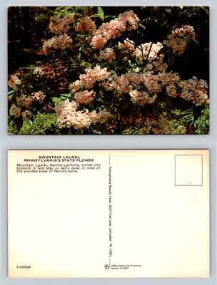 Mountain Laurel Pennsylvania State Flower Postcard Floral Photography
