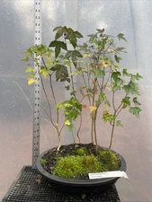 Trident Maple Grouping Bonsai
