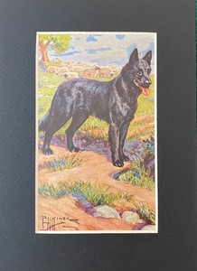 Belgian Shepherd - CUSTOM MATTED - 1958 Color Dog Art Print - 5x7 - 1 ONLY