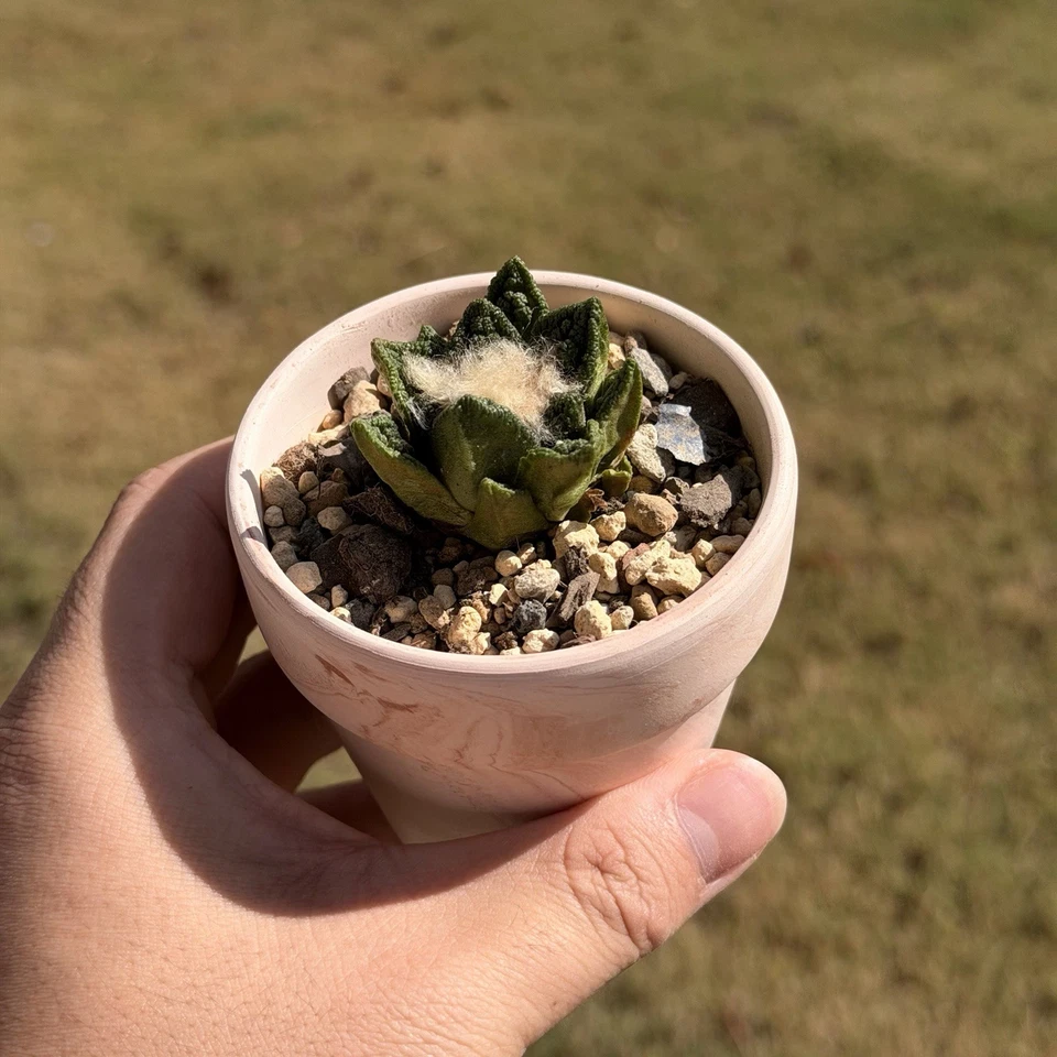 Ariocarpus Hintonii seed grown rare cactus - Image 3 of 4