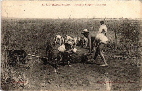 Chasse - CPA Carte postale Belgique Chasse à courre 1904 VM91888ok