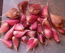 50 Organic German Red Hard Neck Garlic Cloves For Planting 2026 Usa 50 Organic German Red Hard Neck Garlic Cloves For Planting 2026 Usa