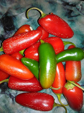 200 Tam Jalapeno Pepper Seeds ----------- Heirloom -- NON GMO ----------- FRESH