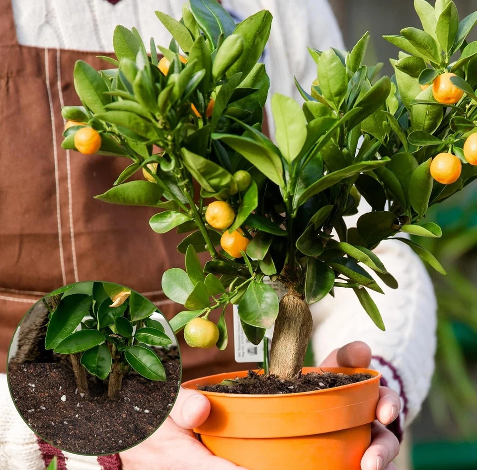 Mezcla de suelo para macetas de árboles cítricos, suelo arcilloso orgánico para macetas limón o lima en maceta Foto 4 de 4