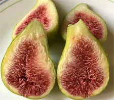 10 Different Fig Varieties, FREE Shipping, Bundle Package #1