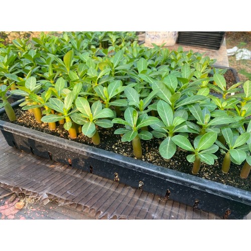 Adenium Arábicum - Phet-Muang-Khong - Flores rosas, planta corta, 20 semillas frescas - Imagen 6 de 12