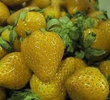 Erdbeeren 25 Samen *GELBE ERDBEERE* Vanille & Ananas Geschmack - absolut TOP!