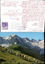 454311,Bergschafe Schafe auf der Hohen Mut b. Obergurgl Bergkulisse