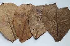 Seemandelbaumblätter10-15cm,Terminalia Catap...