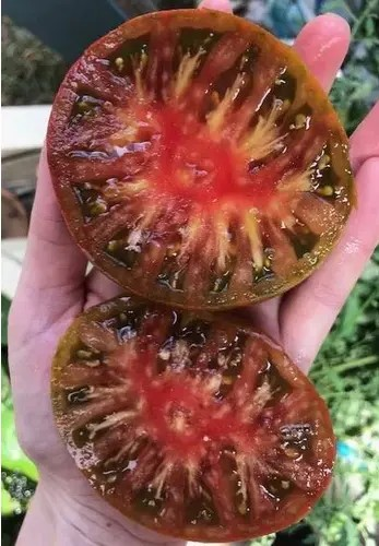 Orange Heirloom Tomato Seeds (25+ Seeds)(More Heirloom, Organic, Non