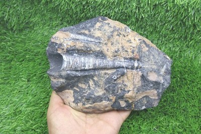 Devonian Era Orthoceras Fossil   Genuine Morocco Piece for Fossil Enthusiasts