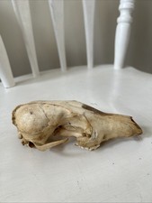 Real UK Fox Skull