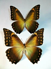 MORPHO TELEMACHUS 3 PAIR MALES & FEMALES A1 UNMOUNTED WINGS CLOSED PERU