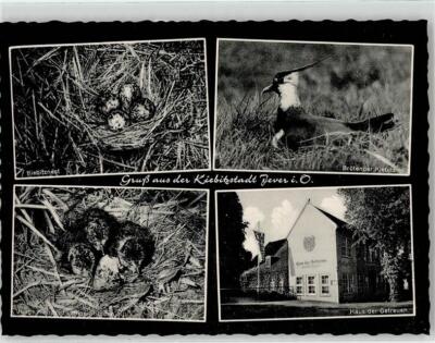 51886987 - 2942 Jever Kiebitz Nest Jungvoegel Gasthaus Haus der Getreuen