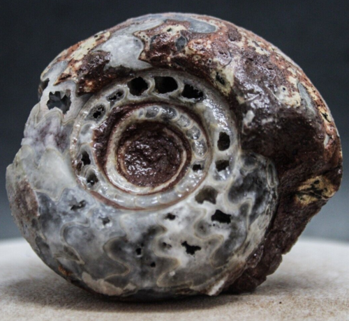 169gr SELTENES ganzes Perm-Ammonitenfossil Mollusca Timor - Bild 1 von 9
