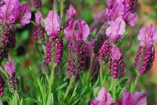 FRENCH LAVENDER LAVENDULA STOECHAS 110 SEEDS PERENNIAL FLOWER