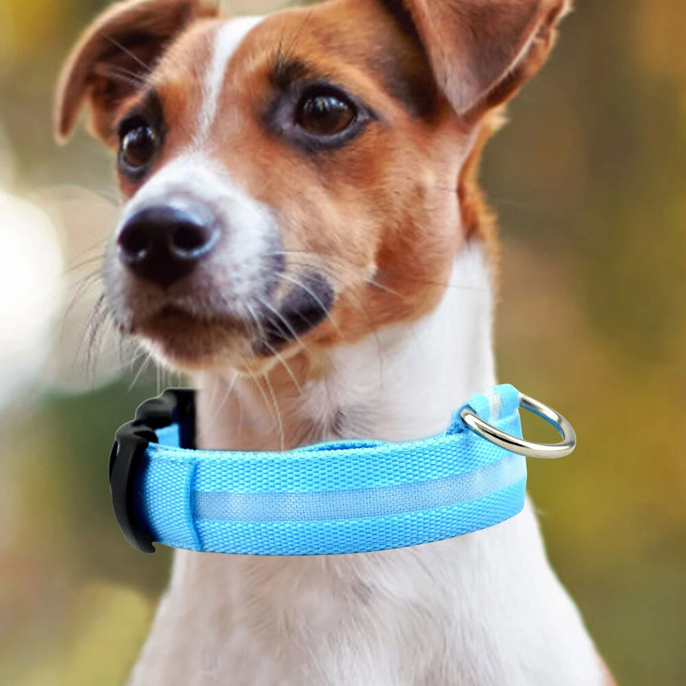 LED Dog Collar Glowing LED Dog Collar USB Rechargeable Dog Collar (Blue M)  | eBay