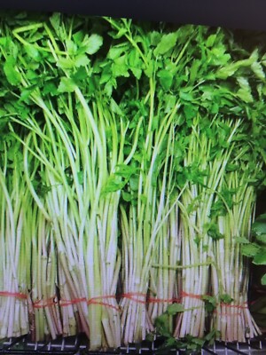 USA FreeShip 20-gram 8500 MITSUBA Japanese Parsley Seeds 三つ葉 압