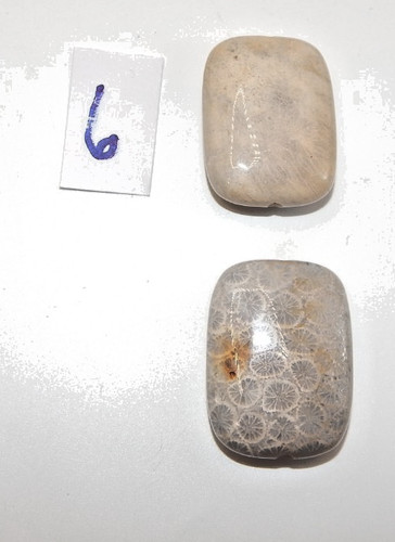 Fossil Coral 21mm x 29mm Smooth Rectangle Pendants  (2 pendants)(6) 