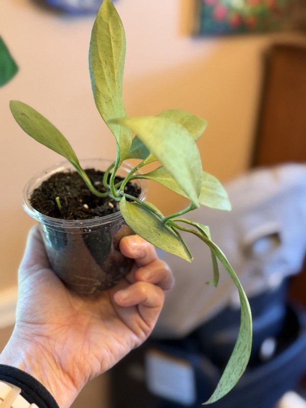 HOYA New Guinea Ghost NGG (id #3)