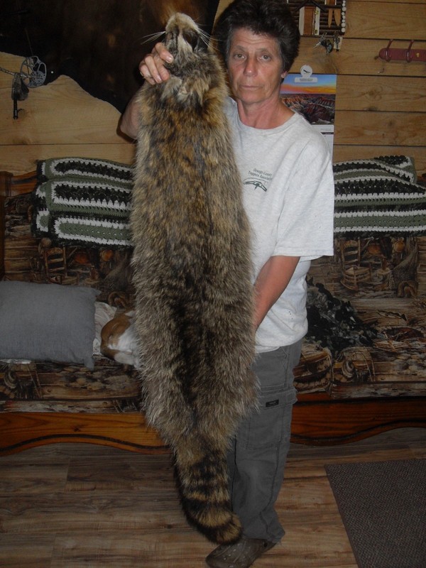 XLG  46" Untanned Raccoon pelt