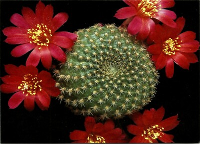 CACTUS, REBUTIA MINUSCULA, NOTE CARD | eBay