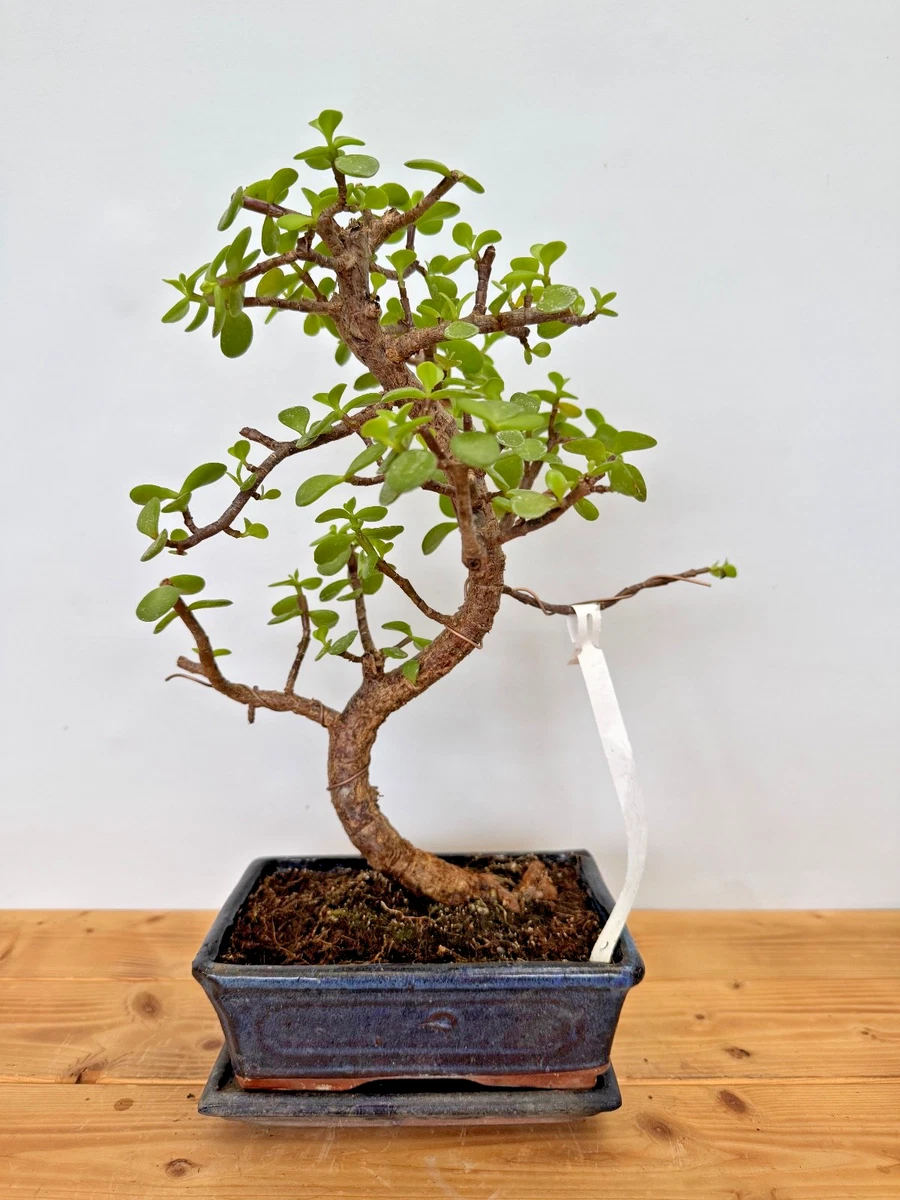 Jadebaum Bonsai online kaufen | eBay.de