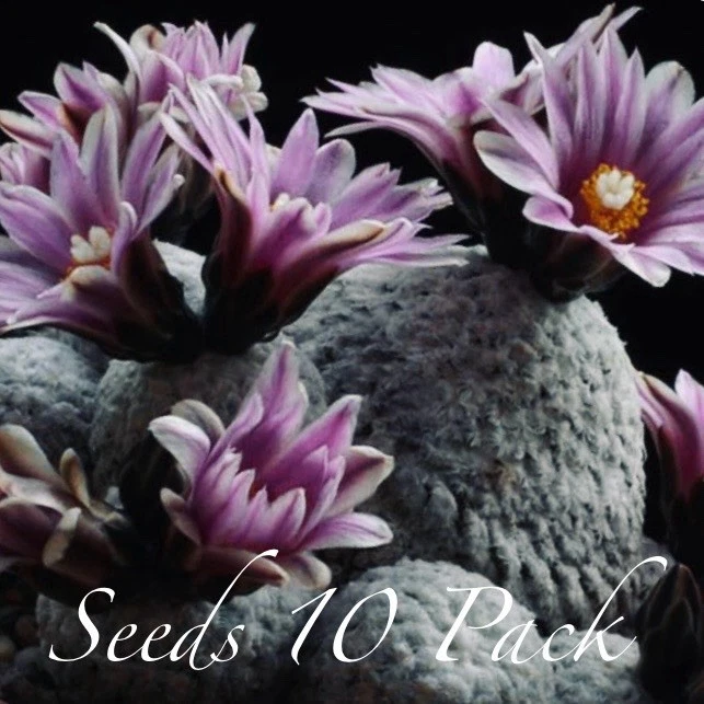 SEMENTES RARAS (10pk) Turbinicarpus Pseudopectinatus v Valdezianus x10 VENDEDOR DOS EUA - Imagem 3 de 3