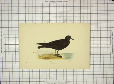Original alter antiker Druck 1903 handkoloriert Vögel Bulwer's Petrel 20th