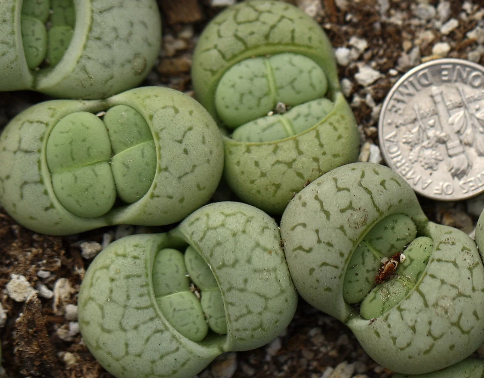 Plant - one - Dinteranthus vanzylii 'Emerald' - Image 2 of 4