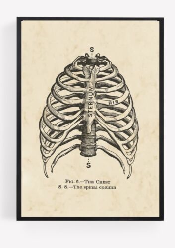 Vintage Rib Cage Anatomy Print Picture Wall Art Unframed praying Home Decor  A4  - Picture 1 of 1