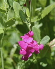 Tuberous Sweetpea Seed (Lathyrus tuberosus)