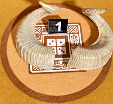 CHOICE OF Ram Horn MATCHED PAIRS from Nepal Himilayan FREE SHIPPING FROM GEORGIA