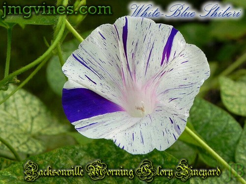 White-Blue Shibori Ipomoea Purpurea Morning Glory 10 Qty - Picture 4 of 6