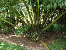 1 BOMBILLA ANGIOPTERIS EVECTA HELECHO GIGANTE HELECHO REY CAUDEX BONSÁI PLANTA RARA