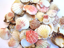 10 X  SCALLOP SEA SHELLS STRAWBERRY FAN  3 - 5 CM WHITE RED BROWN FAN UNPOLISHED