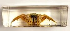 2.8" Real Crab in Lucite Resin Mictyris Brevidactylus Science Education Specimen